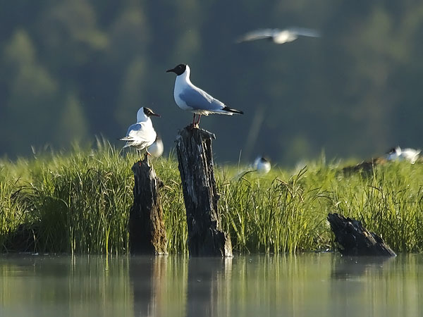 Naurulokki, Black-headed Gull, Larus ridibundus